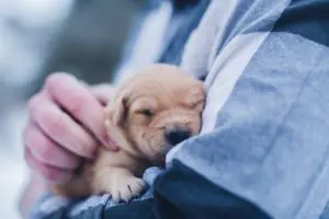 shallow focus photography of brown puppy during daytime
