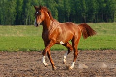 horse-just-for-buyers-1
