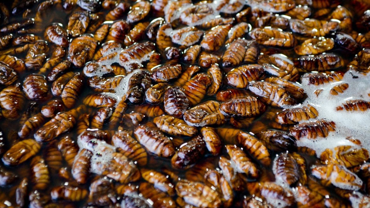brown beetle