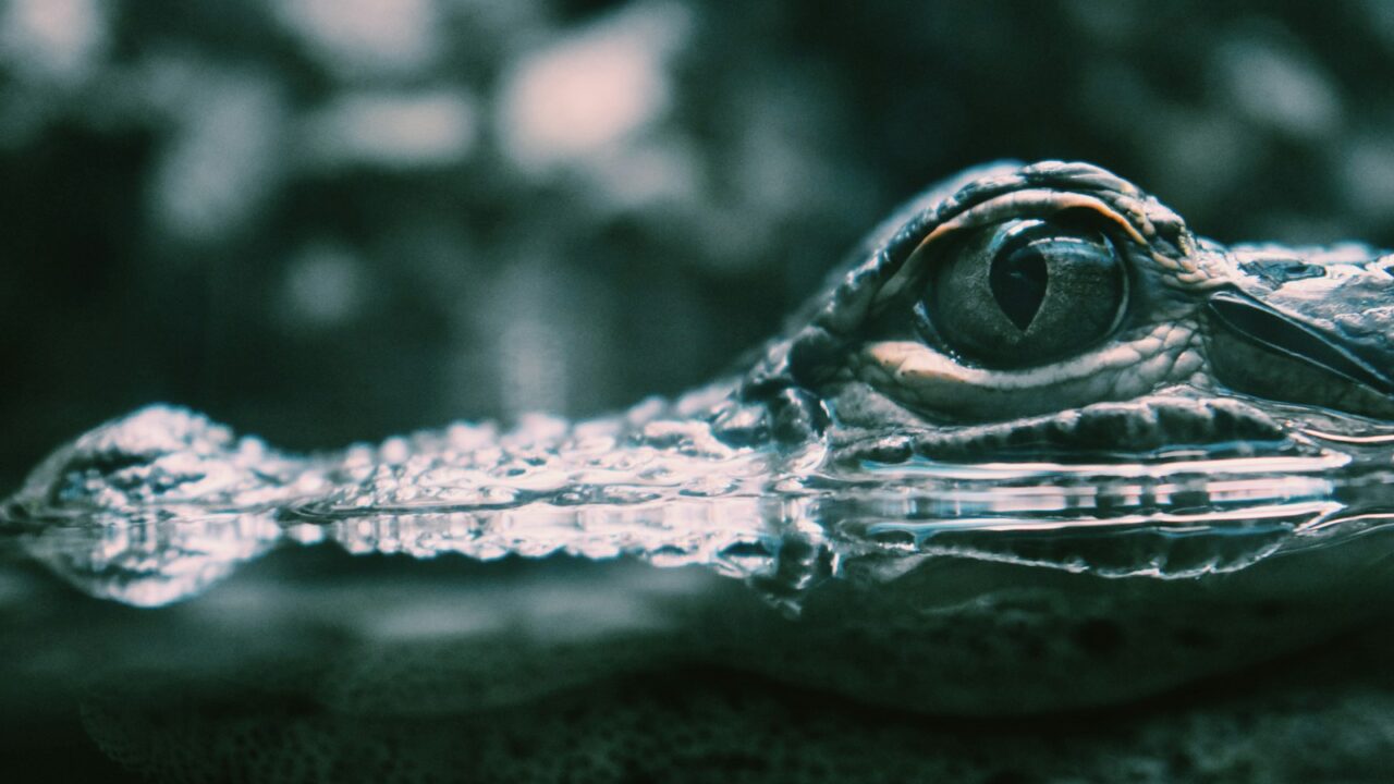 closeup photography of alligator in water