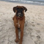 Brec spending the day at Carolina Beach. Photo taken by JFB Agent Jennifer Reinholt.