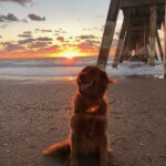 Maker at Johnnie Mercers Pier at Wrightsville Beach. Photo taken by Amber Norris