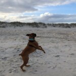 Brec spending the day at North Topsail. Photo taken by JFB Agent Jennifer Reinholt.