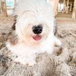 Shep, the Old English Sheepdog, underneath Johnnie Mercer's pier
