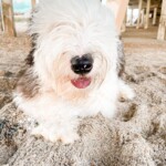 Shep, the Old English Sheepdog, underneath Johnnie Mercer's pier