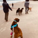 Brec spending the day at North Topsail. Photo taken by JFB Agent Jennifer Reinholt.