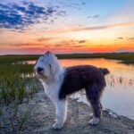 Shep, the Old English Sheepdog enjoying a walk on the ICW near Wrightsville Beach. Photo taken by Amber Norris.