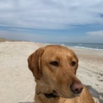 Cleo hanging out at Freeman Park at Carolina Beach. Photo taken by Louisa Murray.