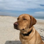 Cleo hanging out at Freeman Park at Carolina Beach. Photo taken by Louisa Murray.