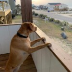 Cleo likes the view of Southport. Photo taken by Louisa Murray