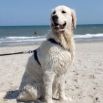 Harley soaking up the sun at Carolina Beach. Photo take by Lori Smith
