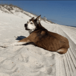 Leroy hanging out on the beach last summer. Photo submitted by Ginger Beese