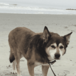 Leroy hanging out on the beach last summer. Photo submitted by Ginger Beese