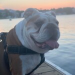 Leroy the Old English Bulldog at Carolina Beach. Photo taken by Jessica McQueen.