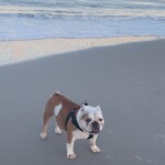 Leroy the Old English Bulldog at Carolina Beach. Photo taken by Jessica McQueen.