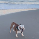 Leroy the Old English Bulldog at Carolina Beach. Photo taken by Jessica McQueen.