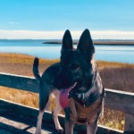 Schatzie Bella enjoying a stroll along the docks of Southport