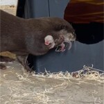 You are a DAD like no OTTER! A very happy first Father's Day Quincy!! #OtterPupsNCAFF #kurebeach #otters #FathersDay