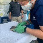 We're all smiles! At their second ?? veterinary checkup on day 33, the team checked teeth growth and saw more good signs in the pups' development. As Asian small-clawed otter pups develop, teeth growth (from start to finish) is 20 - 91 days. #WednesdayWellness #OtterPupsNCAFF